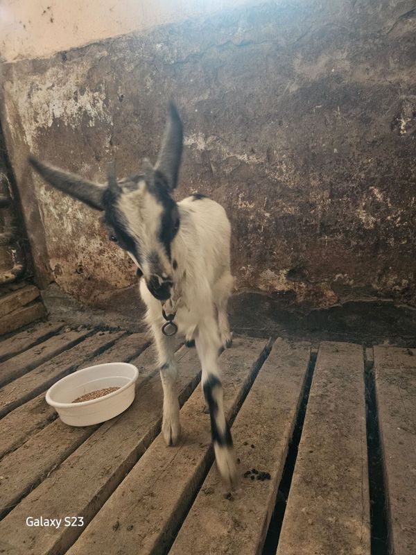 Srochna echki bolasi sotiladi urgochi