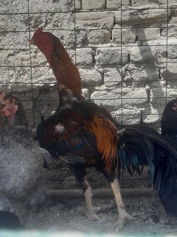 Dakang urushqoq xoʻroz sotiladi Dakang urushqoq xoʻroz sotiladi