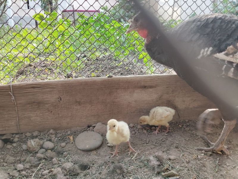 Kurka jo'jalari sotiladi 2 dona Kurka jo'jalari sotiladi 2 dona