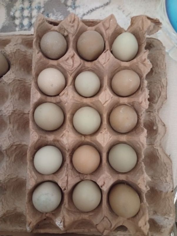 Продам яйца Фазана Продам яйца Фазана