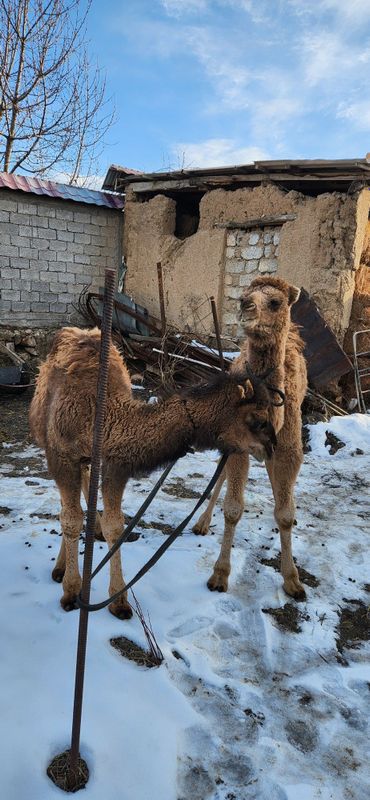 Туяни боласи эркак буталок сотилади