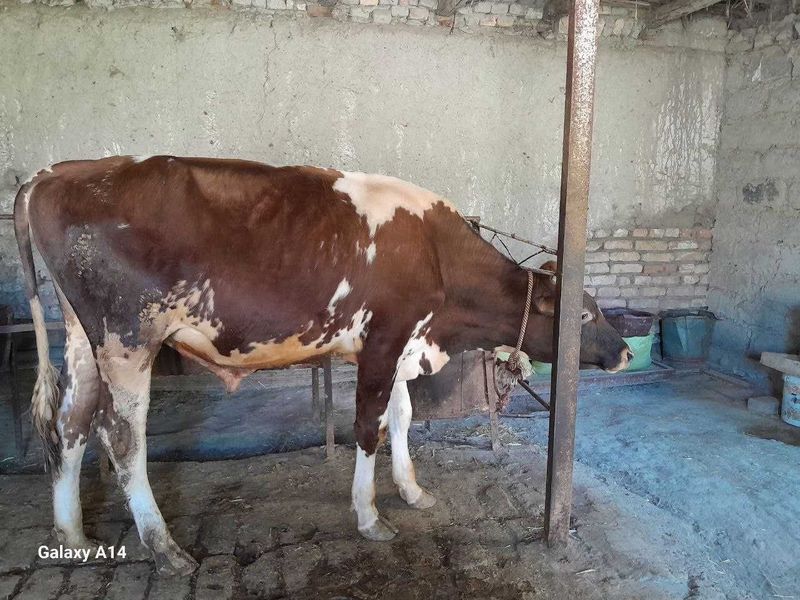 Smental buqa sotiladi