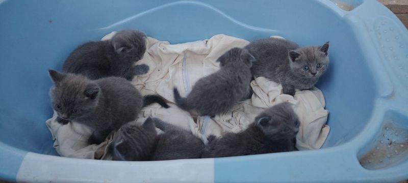 Котята скотиш фолд чистокровный Котята скотиш фолд чистокровный