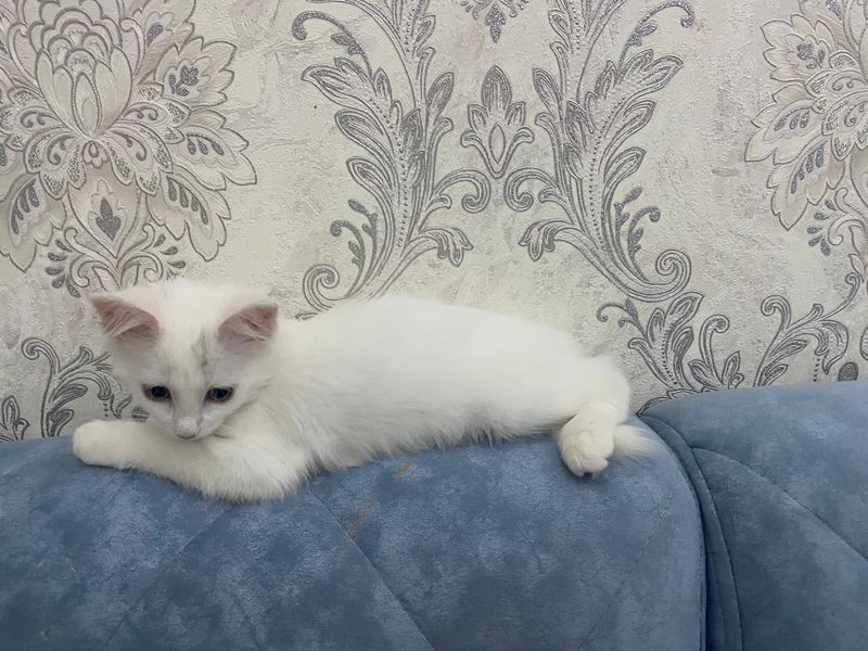 Продается котенок девочка Продается котенок девочка