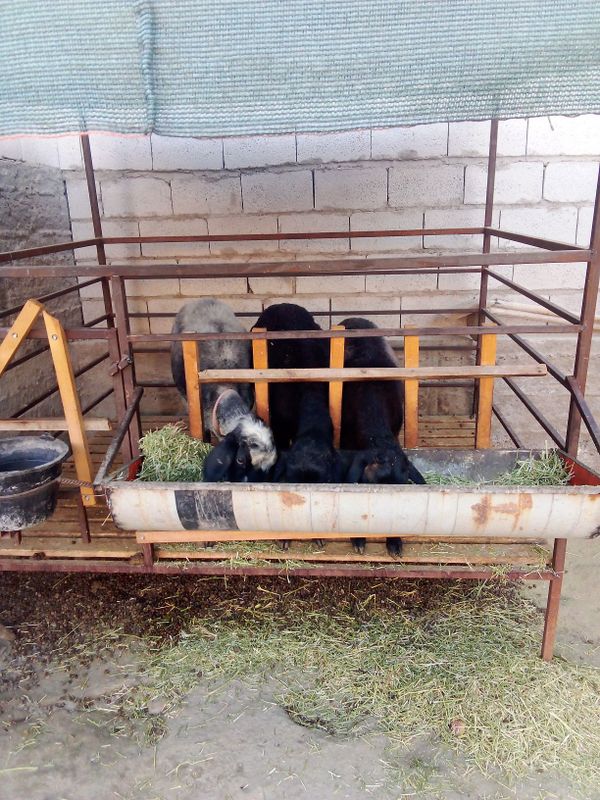 Эгиз она бола куй, биттаси кучкор сотилади Эгиз она бола куй, биттаси кучкор сотилади