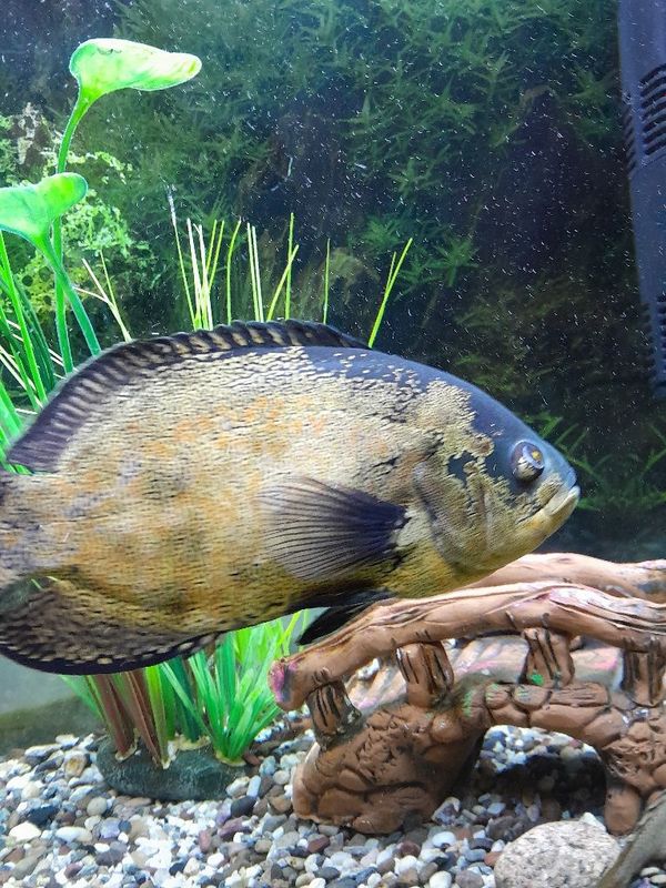 Astronotus ocellatus