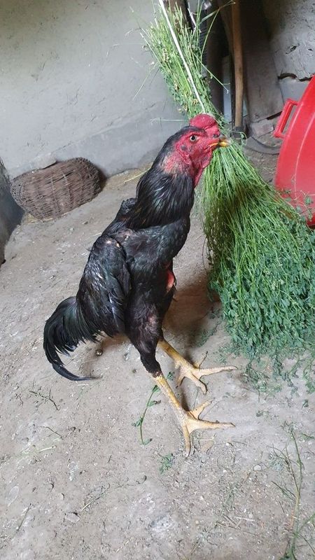 Toza narsa suraganlarga tozasi qora samancha lekin xalixom aybishu