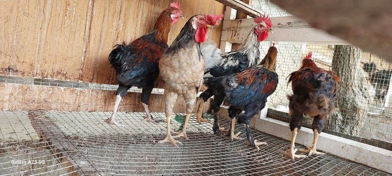 Хуроз сотаман. Продаю петухов . Хуроз сотаман. Продаю петухов .
