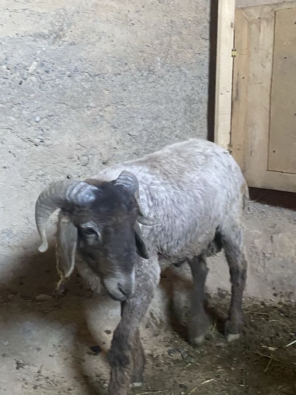 Qoʻy Sotladi Srochna