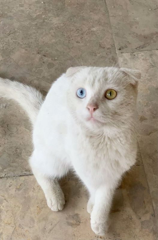 Кот байкал породистый Кот байкал породистый