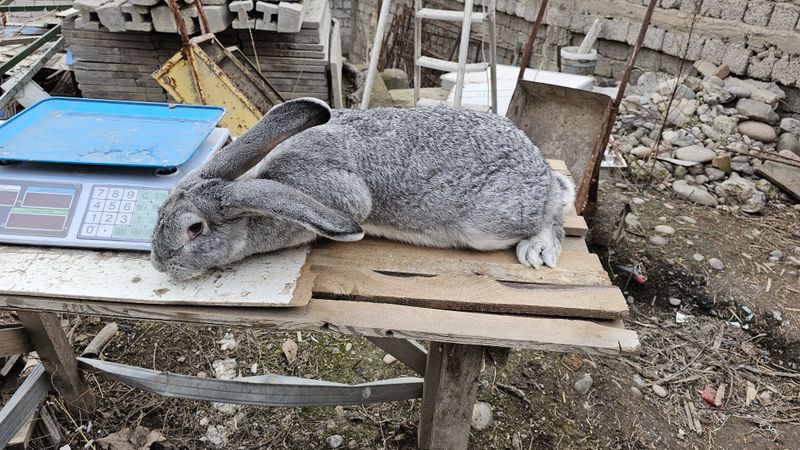 Она бола куёнла сотилади