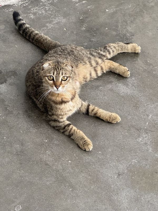 Отдам кошку в хорошие руки Отдам кошку в хорошие руки
