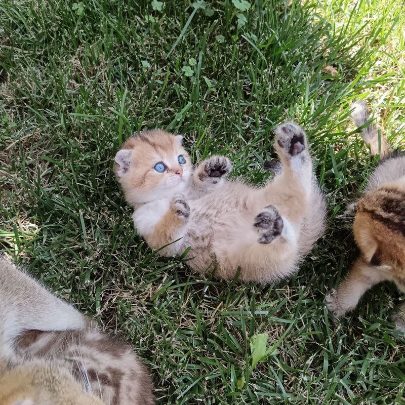 Срочно Продаётся котята Срочно Продаётся котята
