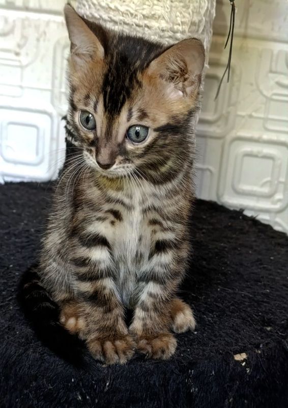 Продажа бенгальских котят Продажа бенгальских котят