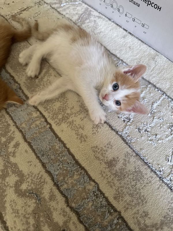 Котята, бесплатно раздаём , есть и Мама Котята, бесплатно раздаём , есть и Мама