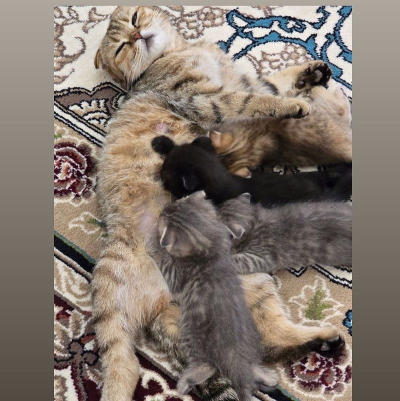 Scottish fold gold Scottish fold gold