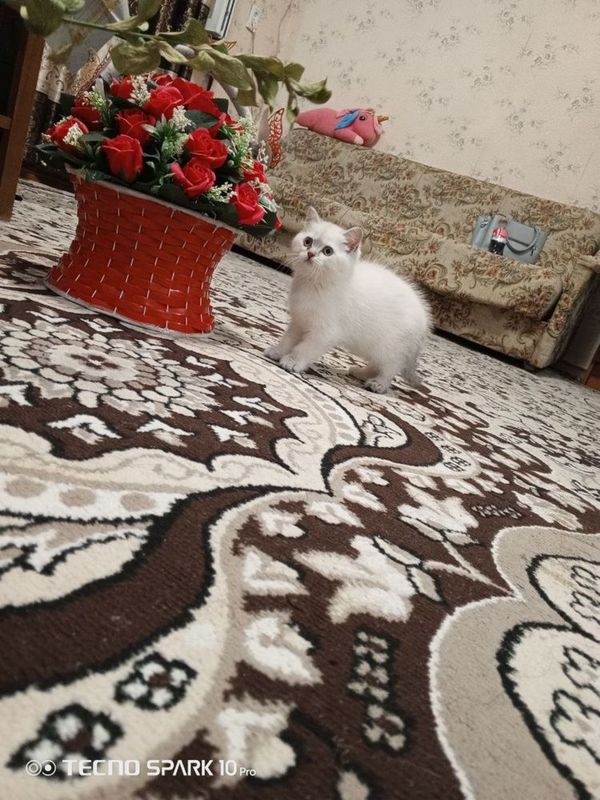 Британская короткошерстная ! Девочка! Британская короткошерстная ! Девочка!