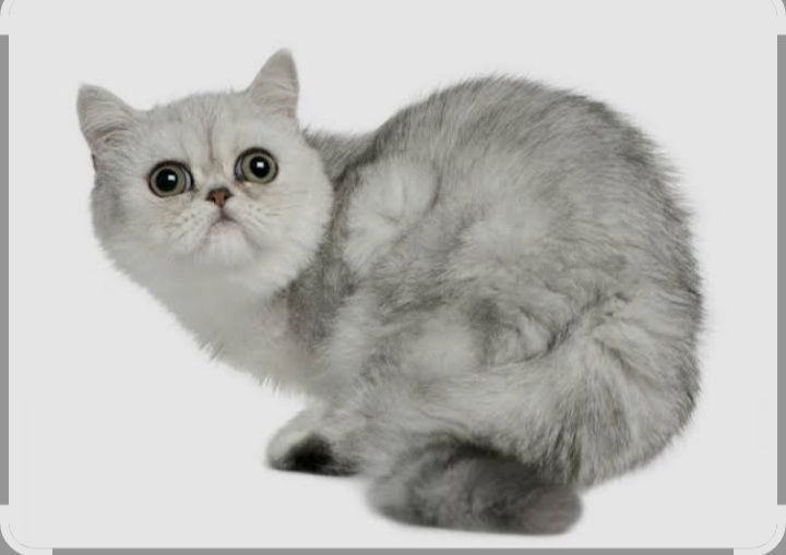 Снуп. Японский экзо кошка Снуп. Японский экзо кошка