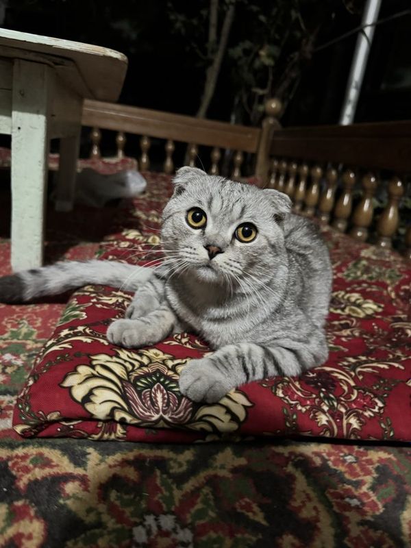 Кот порода Scottish Fold Кот порода Scottish Fold