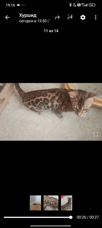 Срочна бингаль котик Срочна бингаль котик