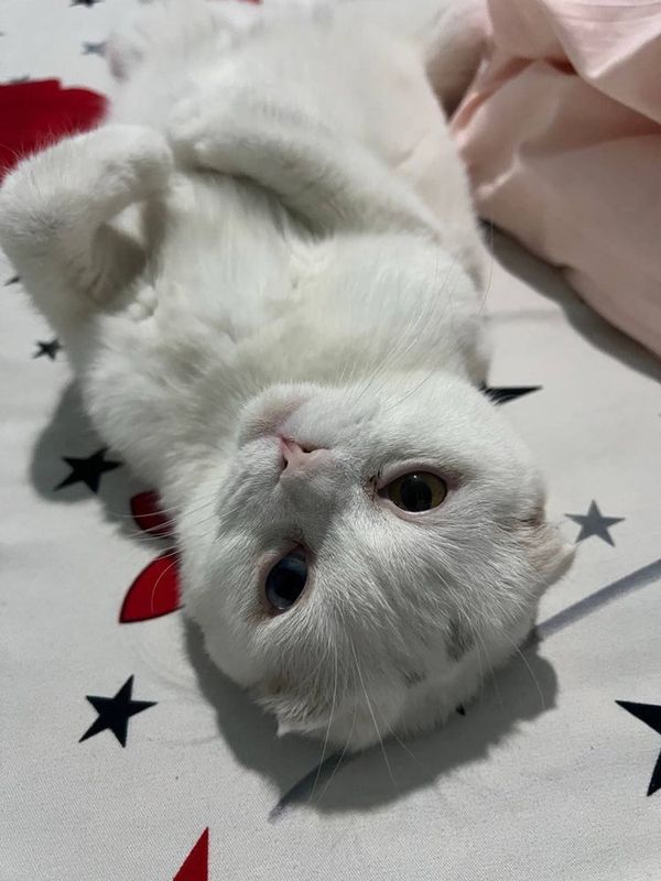 Вислоухая кошка