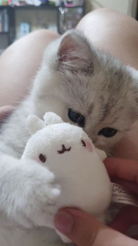 Котенок серебристая шиншилла Котенок серебристая шиншилла