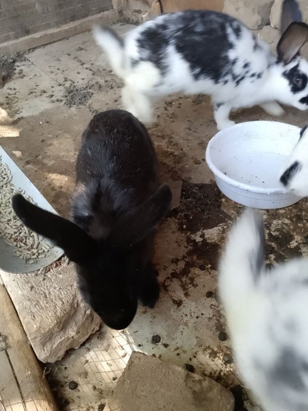 Quyonlar sotiladi 5 oylik Quyonlar sotiladi 5 oylik