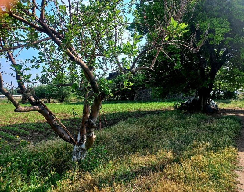 Uchastka sotiladi Buka tuman Bo’ston xojaligi Uchastka sotiladi Buka tuman Bo’ston xojaligi