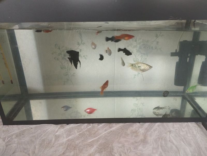 Akvarium 30L baliqlar bilan Akvarium 30L baliqlar bilan