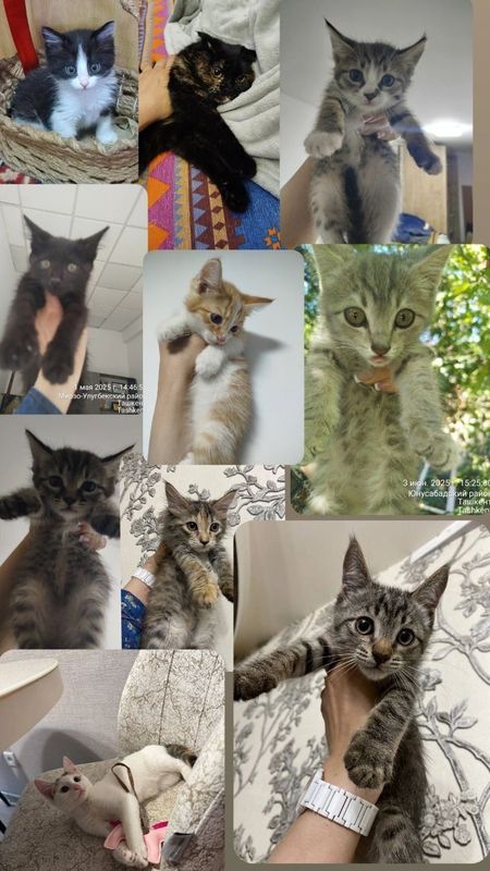 Котята в добрые ручки. Разного окраса Котята в добрые ручки. Разного окраса