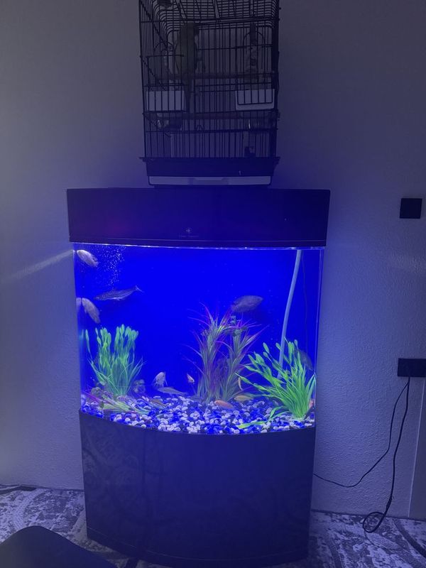 Akvarium Akril. Cleair Aquatics zavodi akvariumi. 230-250l atrofida. Akvarium Akril. Cleair Aquatics zavodi akvariumi. 230-250l atrofida.