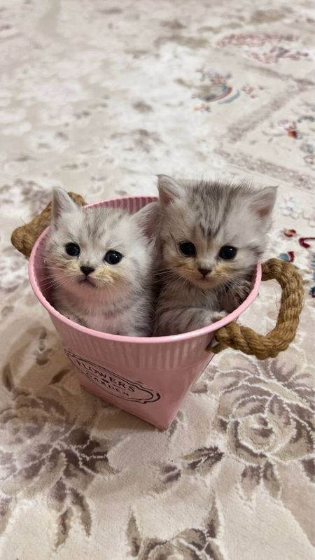 Котята Скоттиш Страйт Mushuchalar Котята Скоттиш Страйт Mushuchalar