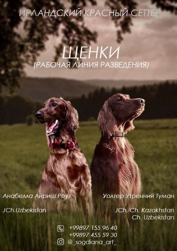 Щенки Ирландского Красного Сеттера (девочки) Щенки Ирландского Красного Сеттера (девочки)