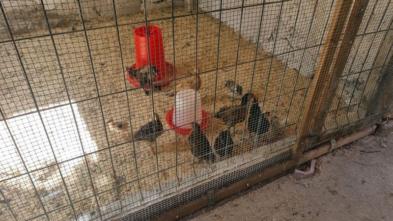 5 oylik jujalar sotiladi xonaki jujalar 5 oylik jujalar sotiladi xonaki jujalar