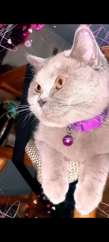 Британская кошка Британская кошка