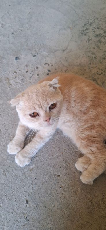 кошка кошка