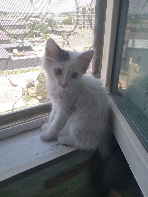 Красивый котик в добрые руки. Красивый котик в добрые руки.