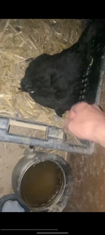 Yapon kurk tovuq sotiladi Yapon kurk tovuq sotiladi