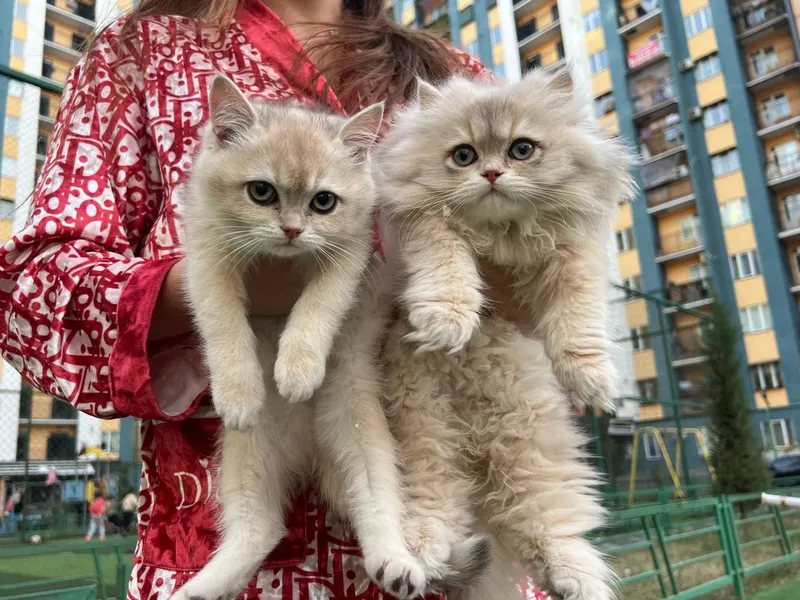 zolotaya shinshila zolotaya shinshila