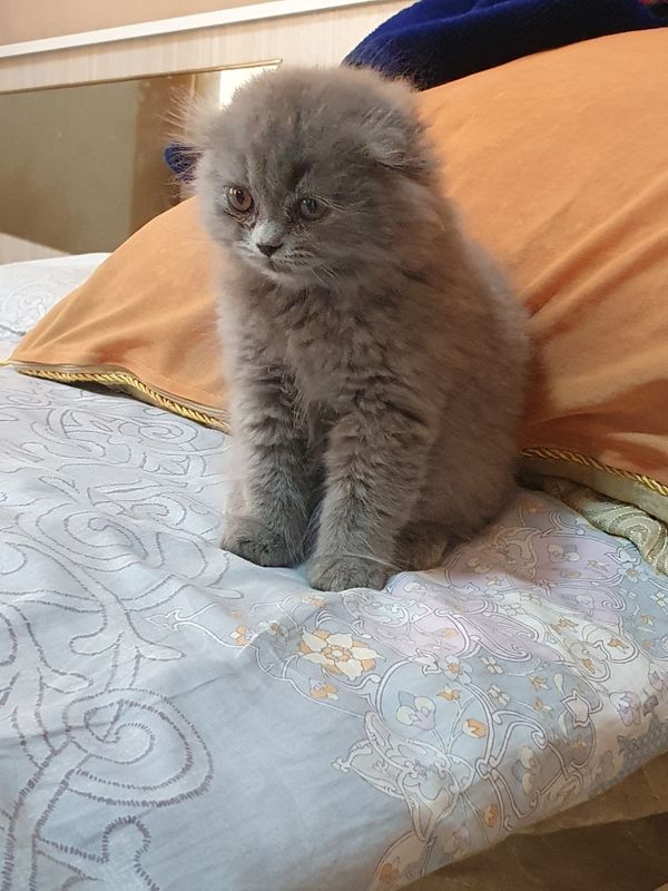 тоза кон мушукчалар