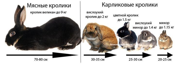 Карликовые кролики Карликовые кролики