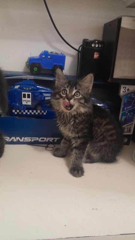 Котята 3 месяца мальчики Котята 3 месяца мальчики