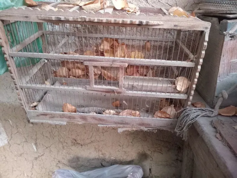 Сотиладигон кушларга кафаст бор Сотиладигон кушларга кафаст бор