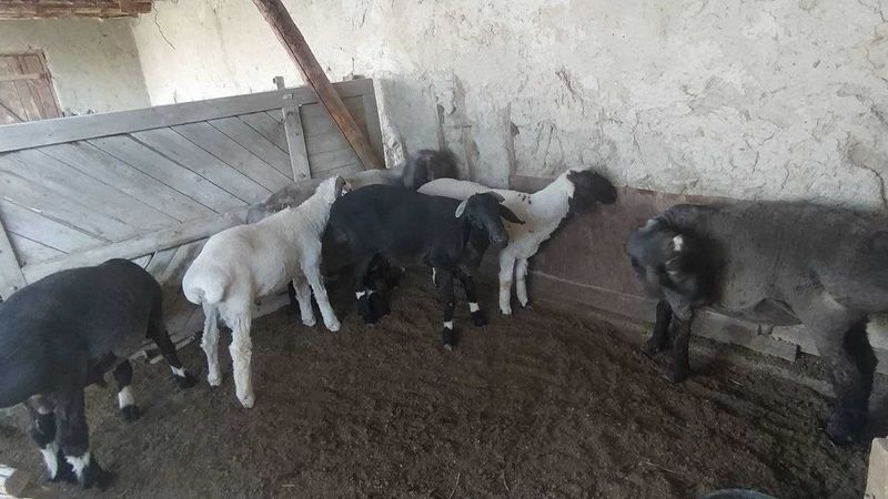 Qo'chqorla sotiladi Qo'chqorla sotiladi