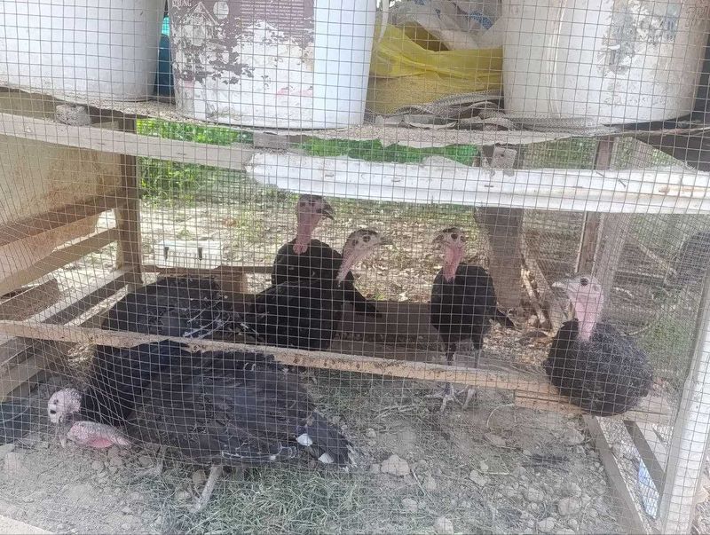 Yosh kurkala sotiladi Yosh kurkala sotiladi