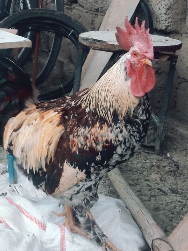 Tovuq xoʻroz sotiladi Tovuq xoʻroz sotiladi