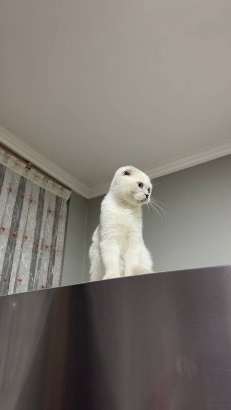 Кошка, скоттиш-фолд, шотландский вислоухий Кошка, скоттиш-фолд, шотландский вислоухий