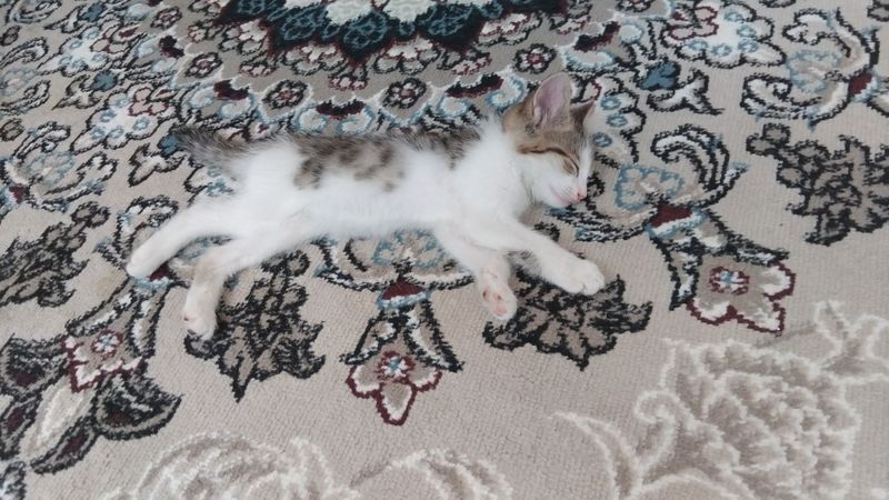 Hadiyaga 2oyli mushukchala beramiz Hadiyaga 2oyli mushukchala beramiz