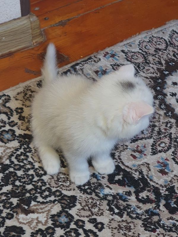 Scottishfold мушук Scottishfold мушук