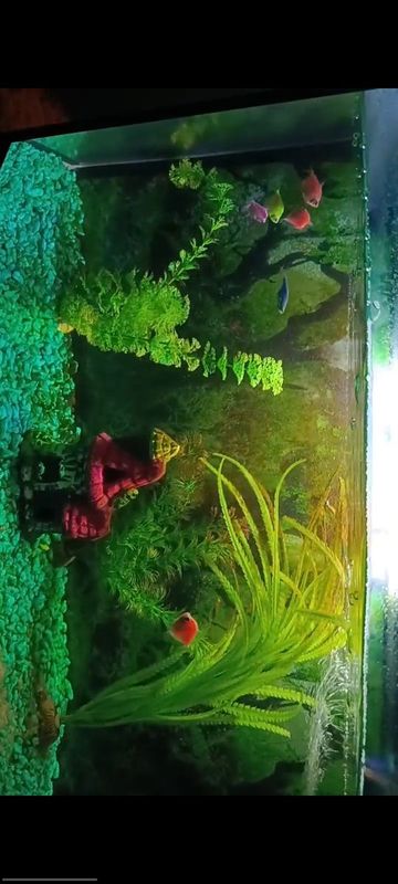 Akvarium sotiladi Akvarium sotiladi